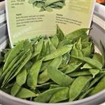 Snow peas in a bucket